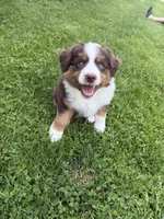 Rusty, a male Miniature American Shepherd for sale in Cambridge, MN – 1 of 9