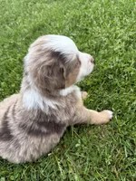 Ghost, a male Miniature American Shepherd for sale in Cambridge, MN – 2 of 7