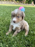 Aubry, a female Miniature American Shepherd for sale in Cambridge, MN – 4 of 6