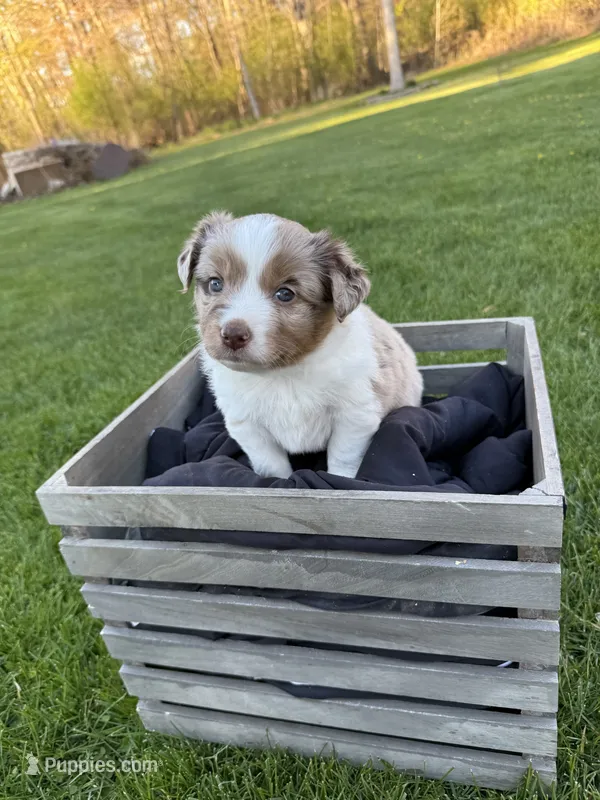 Dahlia – Miniature Australian Shepherd puppy for sale in Cambridge, MN