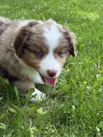 Lily, a female Miniature American Shepherd for sale in Cambridge, MN – 6 of 8