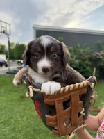 Cocoa, a female Miniature American Shepherd for sale in Cambridge, MN – 9 of 9
