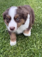 Rusty, a male Miniature American Shepherd for sale in Cambridge, MN – 4 of 9