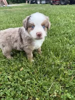 Ghost, a male Miniature American Shepherd for sale in Cambridge, MN – 3 of 7