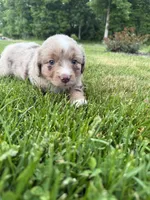 Jake, a male Miniature Australian Shepherd for sale in Cambridge, MN – 5 of 5