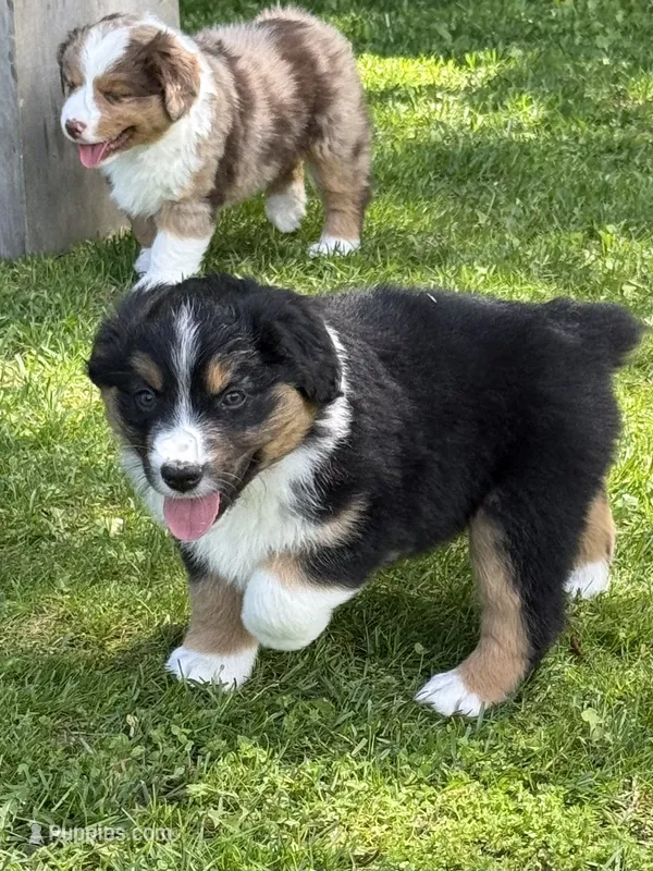 Shadow – Miniature Australian Shepherd puppy for sale in Cambridge, MN