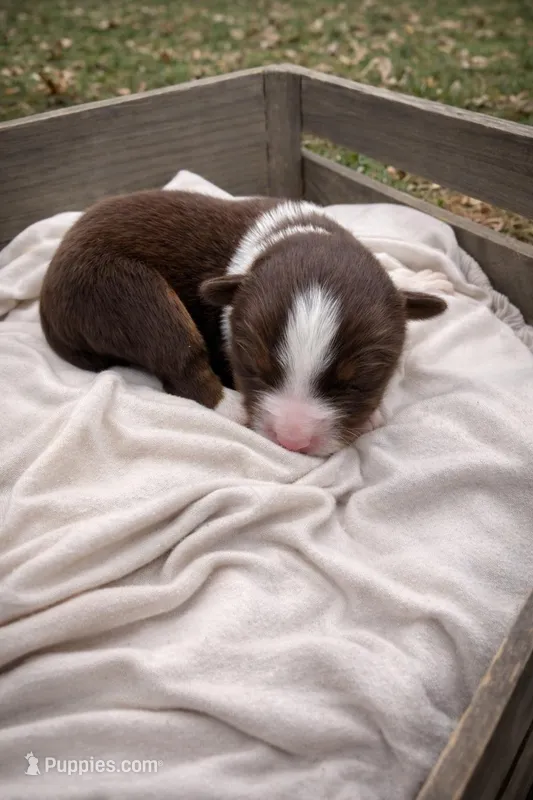 Scarlet – Miniature American Shepherd puppy for sale in Cambridge, MN