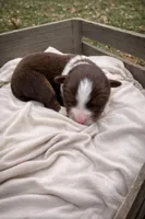 Scarlet, a female Miniature American Shepherd for sale in Cambridge, MN – Photo 1 of 6