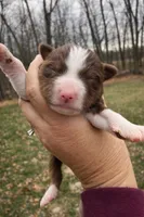 Scarlet, a female Miniature American Shepherd for sale in Cambridge, MN – Photo 2 of 6