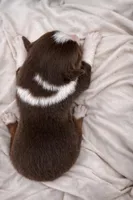 Scarlet, a female Miniature American Shepherd for sale in Cambridge, MN – Photo 3 of 6