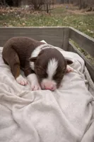 Scarlet, a female Miniature American Shepherd for sale in Cambridge, MN – Photo 4 of 6
