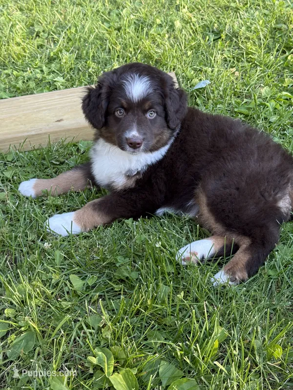 Coffee – Miniature American Shepherd puppy for sale in Cambridge, MN
