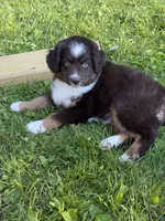 Coffee, a male Miniature Australian Shepherd for sale in Cambridge, MN – 2 of 9