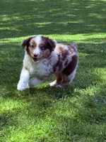 Holden, a male Miniature Australian Shepherd for sale in Cambridge, MN – 2 of 3