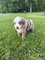 Ghost, a male Miniature American Shepherd for sale in Cambridge, MN – 5 of 7