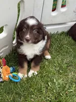 Coffee, a male Miniature Australian Shepherd for sale in Cambridge, MN – 4 of 9