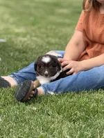Coffee, a male Miniature Australian Shepherd for sale in Cambridge, MN – 9 of 9