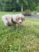 Jake, a male Miniature Australian Shepherd for sale in Cambridge, MN – 3 of 5