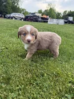 Peaches, a female Miniature Australian Shepherd for sale in Cambridge, MN – 3 of 4