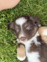 Coffee, a male Miniature American Shepherd for sale in Cambridge, MN – 2 of 5
