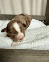 Remi, a male Miniature Australian Shepherd for sale in Cambridge, MN – Photo 2 of 6