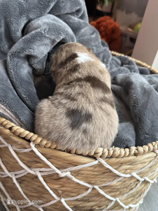 Remi – Miniature Australian Shepherd puppy for sale in Cambridge, MN