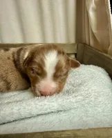 Remi, a male Miniature Australian Shepherd for sale in Cambridge, MN – Photo 4 of 6