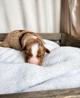 Remi, a male Miniature Australian Shepherd for sale in Cambridge, MN – Photo 3 of 6