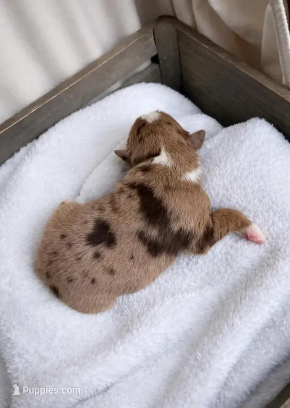 Remi – Miniature Australian Shepherd puppy for sale in Cambridge, MN