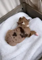 Remi, a male Miniature Australian Shepherd for sale in Cambridge, MN – Photo 1 of 6