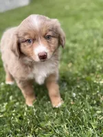 Aubry, a female Miniature Australian Shepherd for sale in Cambridge, MN – 2 of 10