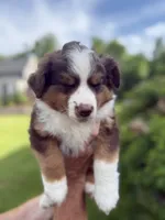 Rusty, a male Miniature American Shepherd for sale in Cambridge, MN – 3 of 9