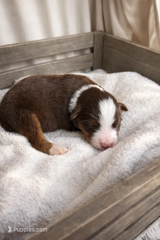 Rusty – Miniature American Shepherd puppy for sale in Cambridge, MN