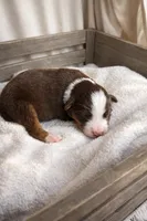 Rusty, a male Miniature American Shepherd for sale in Cambridge, MN – Photo 1 of 5