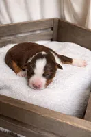 Rusty, a male Miniature American Shepherd for sale in Cambridge, MN – Photo 2 of 5