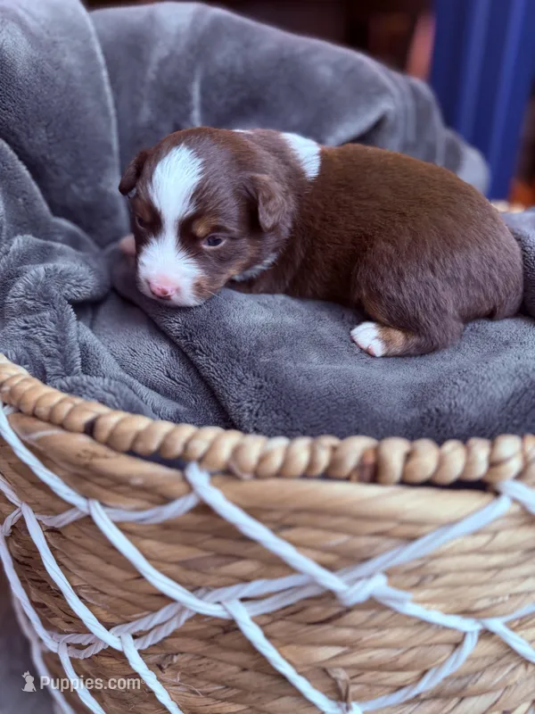 Rusty – Miniature American Shepherd puppy for sale in Cambridge, MN
