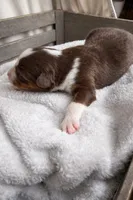 Rusty, a male Miniature American Shepherd for sale in Cambridge, MN – Photo 3 of 5