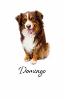 Rusty, a male Miniature American Shepherd for sale in Cambridge, MN – Photo 5 of 5