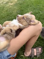 Aubry, a female Miniature Australian Shepherd for sale in Cambridge, MN – 8 of 10