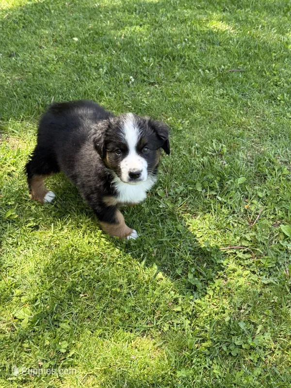 Ringer – Miniature Australian Shepherd puppy for sale in Cambridge, MN