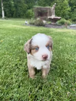 Ghost, a male Miniature American Shepherd for sale in Cambridge, MN – 4 of 7