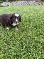 Coffee, a male Miniature American Shepherd for sale in Cambridge, MN – 3 of 5