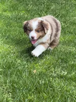 Lily, a female Miniature American Shepherd for sale in Cambridge, MN – 7 of 8