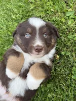 Coffee, a male Miniature American Shepherd for sale in Cambridge, MN – 5 of 5