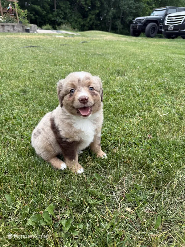 Jake – Miniature Australian Shepherd puppy for sale in Cambridge, MN