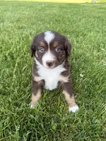 Cocoa, a female Miniature American Shepherd for sale in Cambridge, MN – 2 of 9