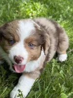 Lily, a female Miniature American Shepherd for sale in Cambridge, MN – 3 of 8