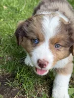 Lily, a female Miniature American Shepherd for sale in Cambridge, MN – 4 of 8