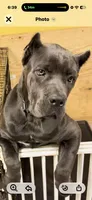 Sky 5 months old, a female Cane Corso for sale in Accokeek, MD – 3 of 3