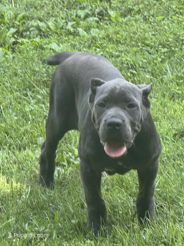 Sky 5 months old – Cane Corso puppy for sale in Accokeek, MD